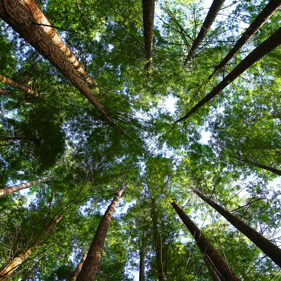 Our Timber image