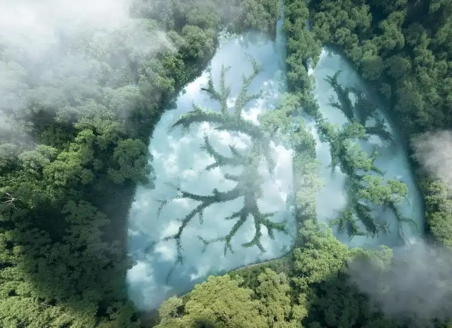 Why are trees so important to the environment? image