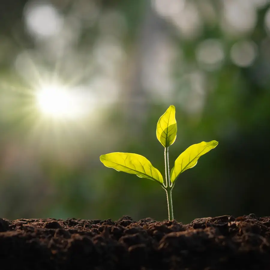 What is One Tree Planted? image
