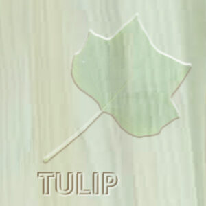 Tulipwood Kitchen Doors